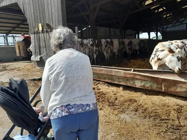 Balade en poussette jusqu'aux glaces cowchoise