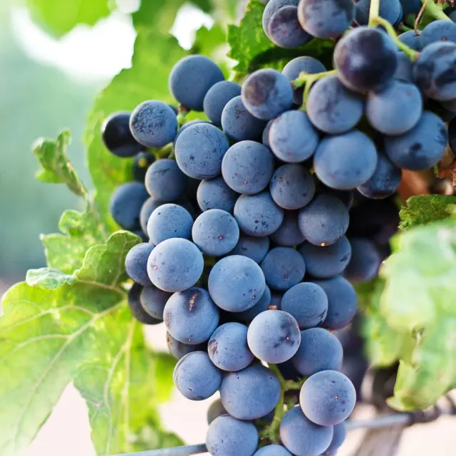 Photo Generique Vigne